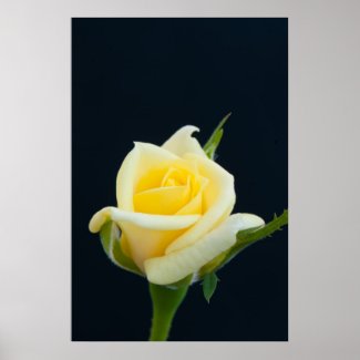 Yellow rose on the black background posters