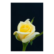 Yellow rose on the black background posters