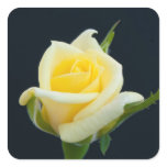 Yellow rose on the black background stickers