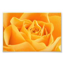 Yellow Rose Photographic Print