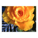 Yellow Rose Picture posters