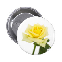 Yellow rose pinback buttons