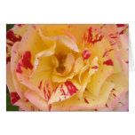 Yellow Rose Pink Flower Greeting or Note Cards