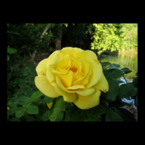 Yellow Rose Portrait posters
