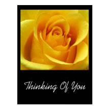 Yellow Rose Post Card
