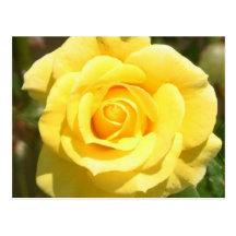 Yellow Rose Post Card