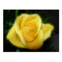 Yellow Rose Post Cards