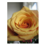 Yellow rose post cards