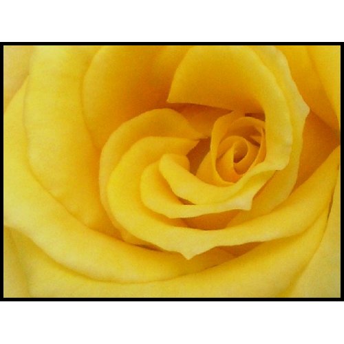 Yellow Rose stamp