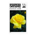 Yellow rose postage