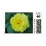 Yellow Rose Postage Stamp