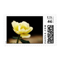 Yellow Rose Postage Stamp