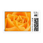 Yellow Rose Postage Stamp