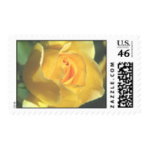Yellow Rose POSTAGE STAMPS