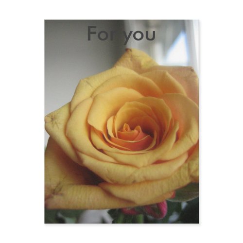Yellow rose postcard