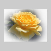Yellow Rose Postcard postcards