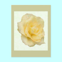 Yellow Rose postcards