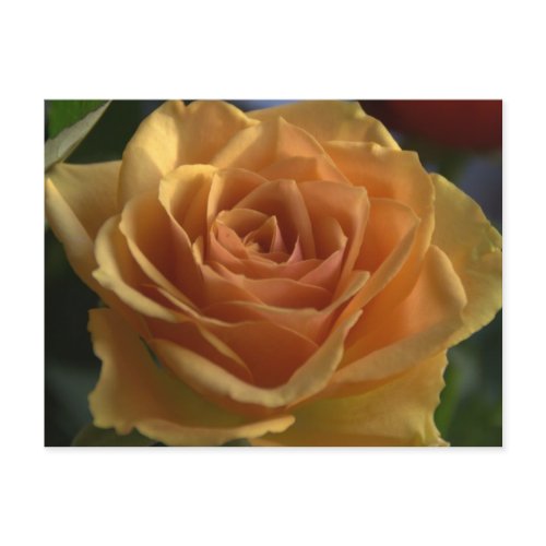 Yellow rose