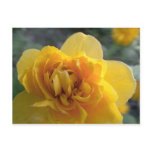 yellow rose postcards