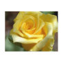 Yellow Rose Postcard - Customized