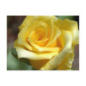 Yellow Rose Postcard - Customized