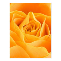 Yellow Rose Postcards