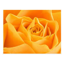 Yellow Rose Postcards