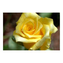 Yellow Rose Poster posters