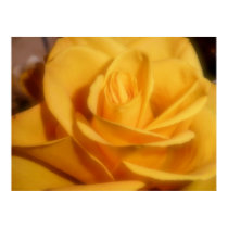 yellow rose posters by bkang22 yellow rose posters