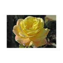 Yellow Rose posters by mlane53 Yellow Rose posters