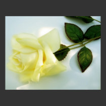 Yellow Rose posters by dduhaime55 Yellow Rose posters