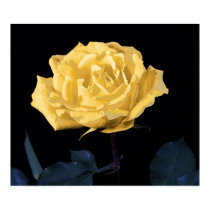 Yellow Rose posters