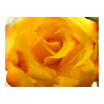 Yellow Rose posters