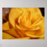 yellow rose poster