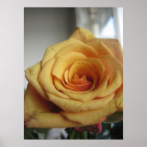 Yellow rose posters