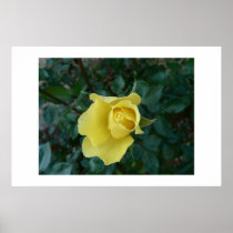 Yellow rose. posters