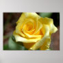 Yellow Rose Poster