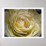 Yellow Rose posters