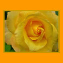 Yellow Rose Poster Print Beautiful Flower Print