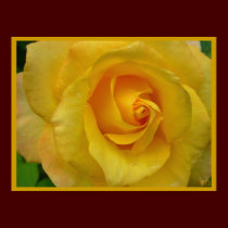 Yellow Rose Poster Print Beautiful Flower Print posters