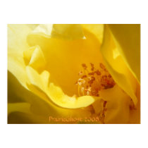 Yellow Rose Print