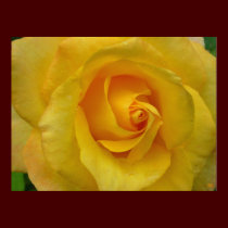 Yellow Rose Print Beautiful Flower Poster Print posters