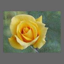 Yellow rose print or poster posters