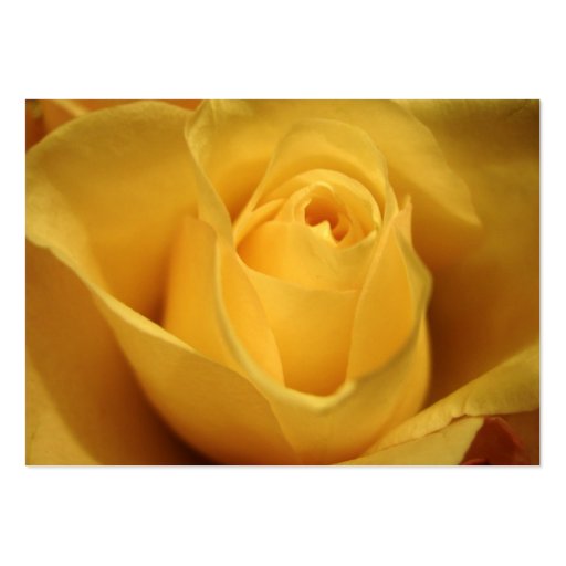 Yellow Rose, Profile Card Business Card Templates (back side)