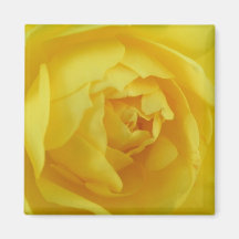 Yellow rose refrigerator magnet