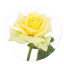 Yellow rose stickers