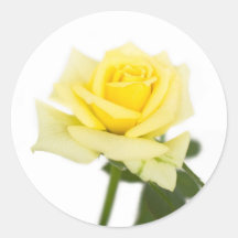 Yellow rose round stickers