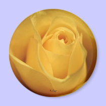 Yellow Rose, S Cyr magnets