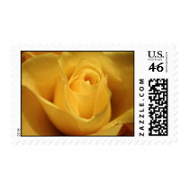 Yellow Rose, S Cyr Postage Stamps