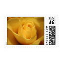 Yellow Rose, S Cyr postage
